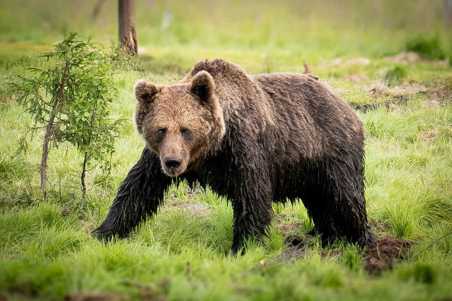 Ours local | © Christophe Raschetti