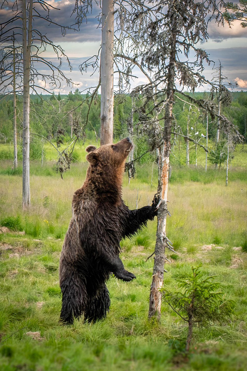 Ours local | © Christophe Raschetti